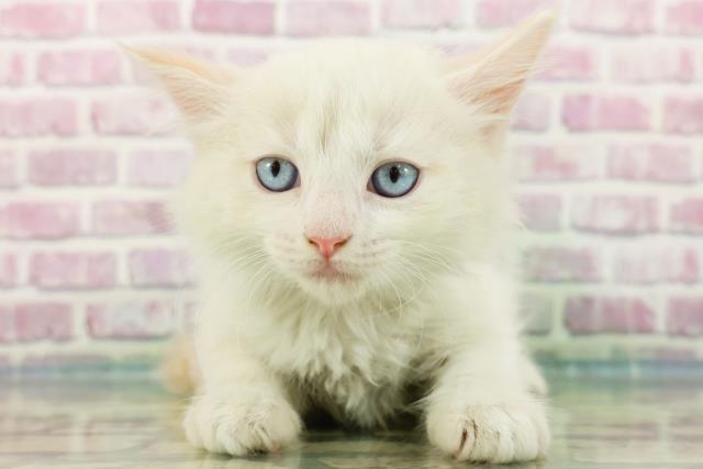 東京都のラグドール (Coo&RIKU高円寺店/2024年3月24日生まれ/男の子/レッドポイントバイカラー)の子猫