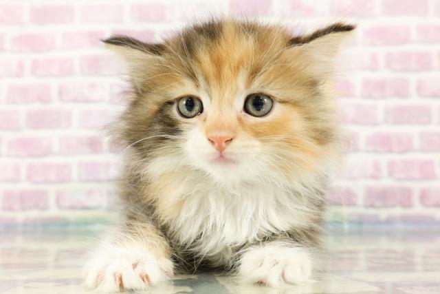 東京都のラガマフィン (Coo&RIKU赤坂店/2024年3月26日生まれ/女の子/ブラウンパッチドタビーホワイト)の子猫