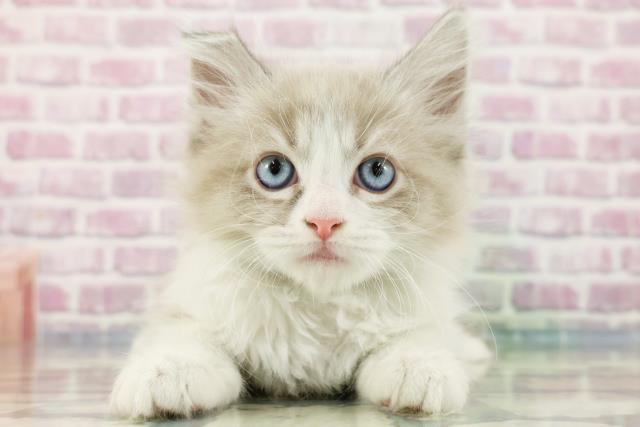 埼玉県のミヌエット (Coo&RIKU所沢店/2024年3月24日生まれ/男の子/ブルーホワイト)の子猫