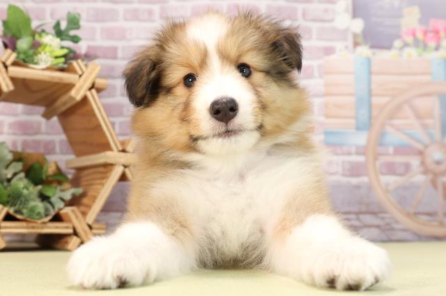 静岡県のシェットランドシープドッグ (Coo&RIKU静岡SBS通り店/2024年3月26日生まれ/女の子/セーブルホワイト)の子犬