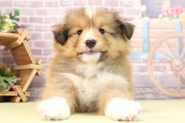 静岡県のシェットランドシープドッグ (Coo&RIKU沼津店/2024年3月26日生まれ/女の子/セーブルホワイト)の子犬
