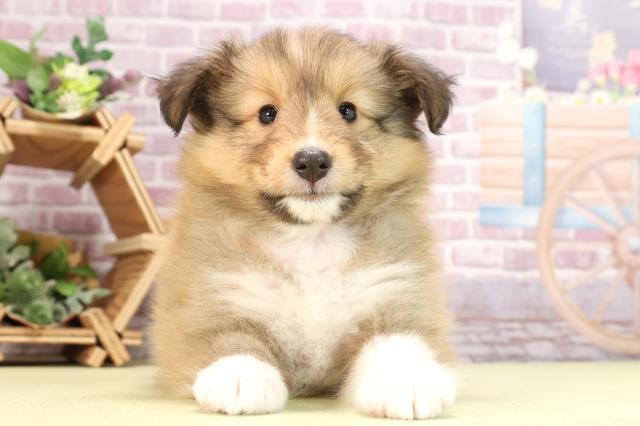 愛知県のシェットランドシープドッグ (Coo&RIKU岡崎店/2024年3月26日生まれ/女の子/セーブルホワイト)の子犬
