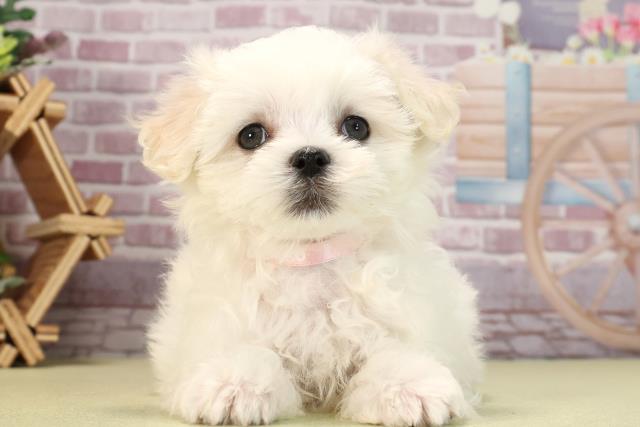 静岡県のマルチーズ (Coo&RIKU富士店/2024年3月24日生まれ/女の子/ホワイト)の子犬