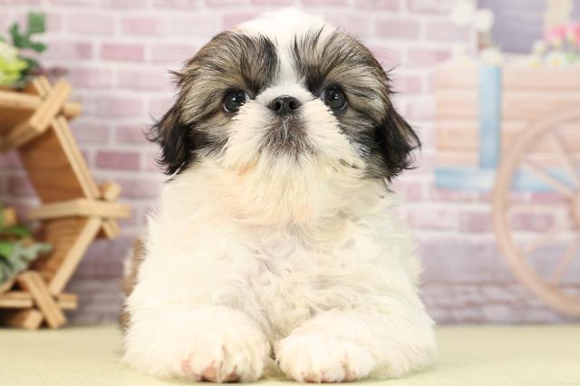 静岡県のシーズー (Coo&RIKU静岡SBS通り店/2024年3月26日生まれ/女の子/ホワイトゴールド)の子犬