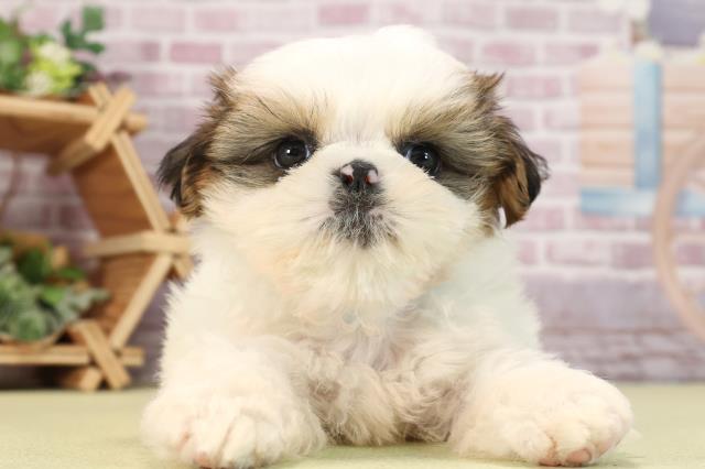 静岡県のシーズー (Coo&RIKU藤枝店/2024年3月26日生まれ/男の子/ホワイトゴールド)の子犬