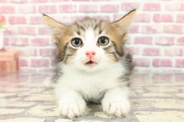 神奈川県のサイベリアン (Coo&RIKU藤沢店/2024年3月26日生まれ/男の子/ブラウンタビーホワイト)の子猫