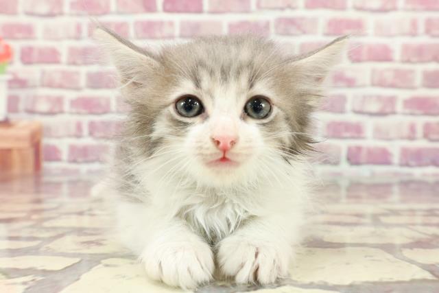 神奈川県のサイベリアン (Coo&RIKU江の島店/2024年3月26日生まれ/男の子/ブルータビーホワイト)の子猫