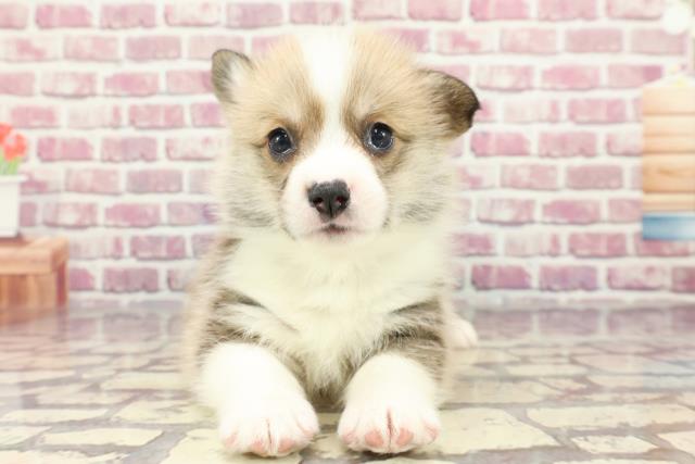 群馬県のウェルシュコーギーペンブローク (Coo&RIKU高崎店/2024年3月28日生まれ/男の子/レッドホワイト)の子犬