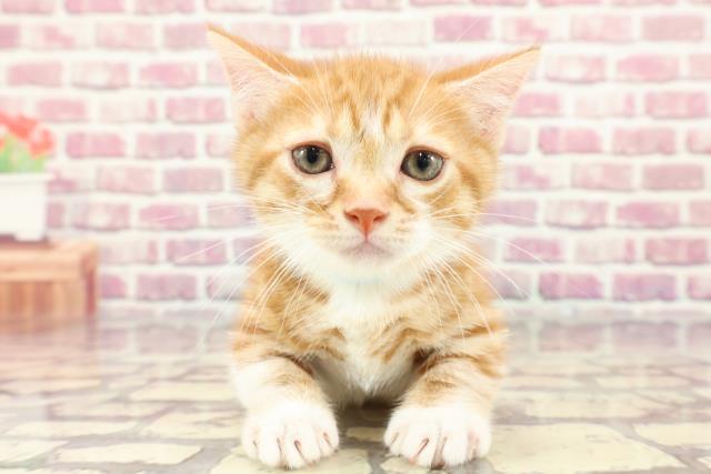 栃木県のマンチカン (Coo&RIKU小山店/2024年3月18日生まれ/男の子/レッドタビーホワイト)の子猫