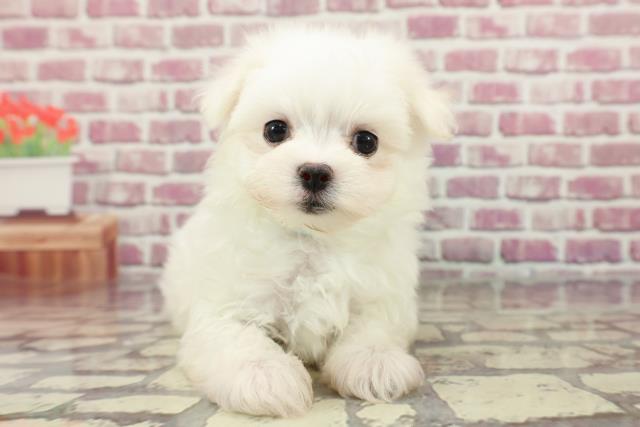 茨城県のマルチーズ (Coo&RIKU牛久店/2024年3月28日生まれ/男の子/ホワイト)の子犬