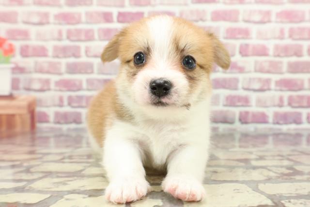 茨城県のハーフ犬 (Coo&RIKU牛久店/2024年3月28日生まれ/男の子/レッドホワイト)の子犬