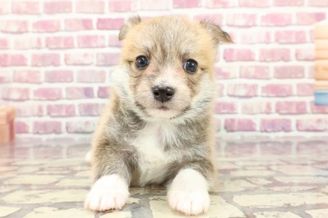 茨城県のハーフ犬 (Coo&RIKU筑西店/2024年3月28日生まれ/男の子/レッドホワイト)の子犬