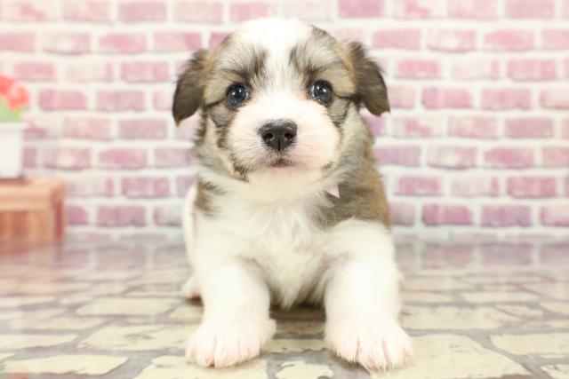 群馬県のハーフ犬 (Coo&RIKU高崎店/2024年3月28日生まれ/女の子/レッドホワイト)の子犬