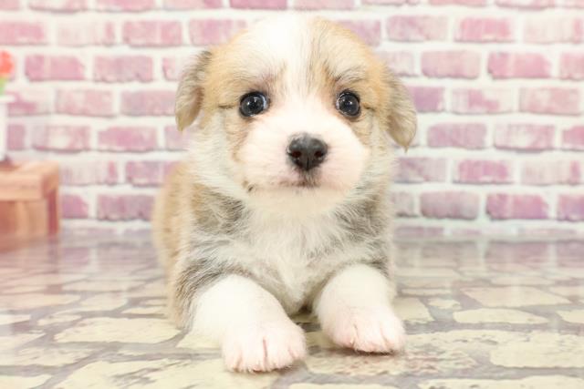 茨城県のハーフ犬 (Coo&RIKU石岡店/2024年3月28日生まれ/女の子/レッドホワイト)の子犬
