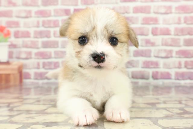 栃木県のハーフ犬 (Coo&RIKU足利店/2024年3月28日生まれ/女の子/レッドホワイト)の子犬