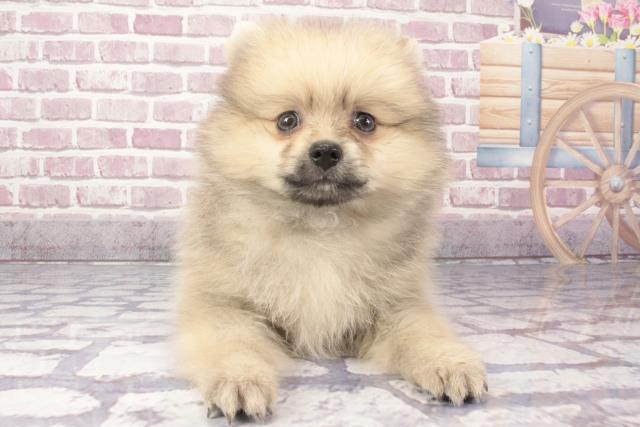 愛媛県のポメラニアン (Coo&RIKUイオンタウン川之江店/2024年3月28日生まれ/男の子/ウルフセーブル)の子犬