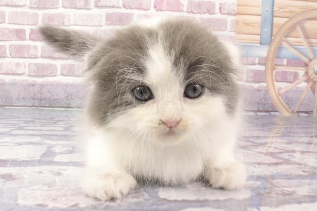 京都府のスコティッシュフォールド (Coo&RIKU京都河原町店/2024年3月28日生まれ/男の子/ブルーホワイト)の子猫