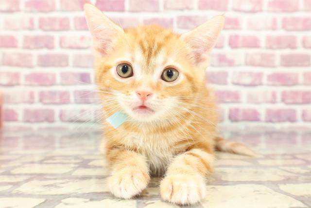 東京都のアメリカンショートヘアー (Coo&RIKU赤坂店/2024年3月27日生まれ/男の子/レッドタビー)の子猫
