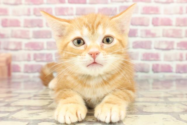 東京都のアメリカンショートヘアー (Coo&RIKU高円寺店/2024年3月27日生まれ/男の子/レッドタビー)の子猫