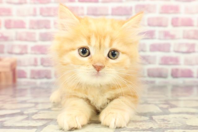 富山県のラガマフィン (Coo&RIKU富山店/2024年3月30日生まれ/男の子/レッドタビー)の子猫