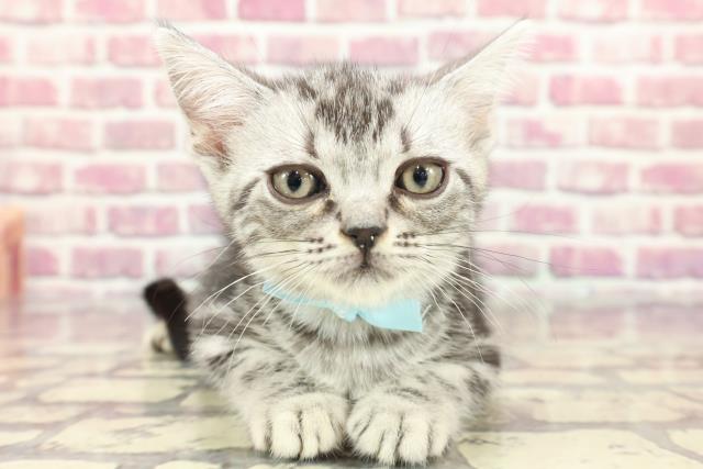 東京都のアメリカンショートヘアー (Coo&RIKU広尾店/2024年3月29日生まれ/男の子/シルバータビー)の子猫