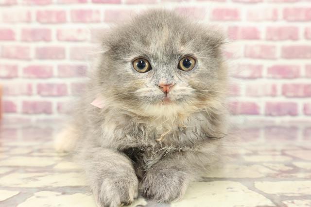 富山県のスコティッシュフォールド (Coo&RIKU富山店/2024年3月30日生まれ/女の子/ブルークリーム)の子猫
