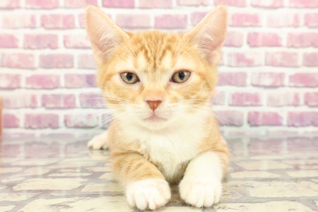 神奈川県のマンチカン (Coo&RIKU相模原店/2024年3月25日生まれ/女の子/レッドタビーホワイト)の子猫