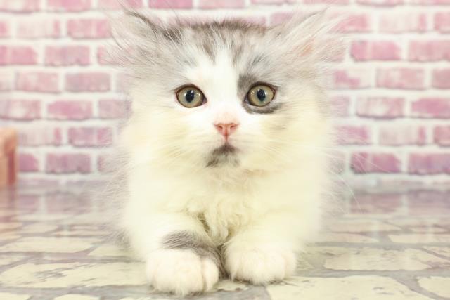 青森県のセルカークレックス (Coo&RIKU弘前店/2024年3月28日生まれ/女の子/シルバーパッチドタビーホワイト)の子猫