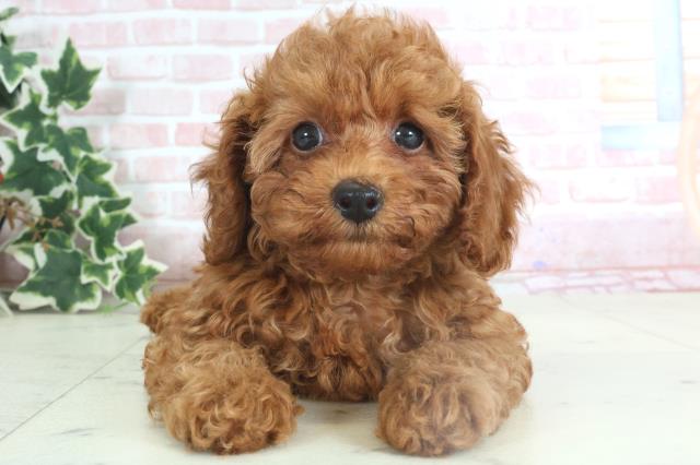 大分県のトイプードル(トイ) (Coo&RIKU大分店/2024年3月28日生まれ/女の子/レッド)の子犬