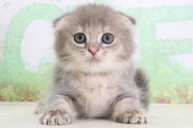 鹿児島県のスコティッシュフォールド (Coo&RIKU鹿児島店/2024年3月30日生まれ/女の子/ブルータビーホワイト)の子猫