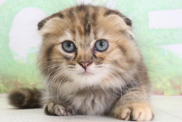 鹿児島県のスコティッシュフォールド (Coo&RIKU霧島店/2024年3月30日生まれ/女の子/ブラウンパッチドタビーホワイト)の子猫