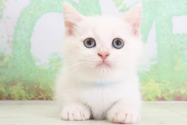 長崎県のミヌエット (Coo&RIKU長崎浜町店/2024年3月31日生まれ/男の子/クリームタビーホワイト)の子猫