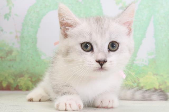 熊本県のミヌエット (Coo&RIKU宇土シティモール店/2024年3月31日生まれ/女の子/シルバーパッチドタビーホワイト)の子猫