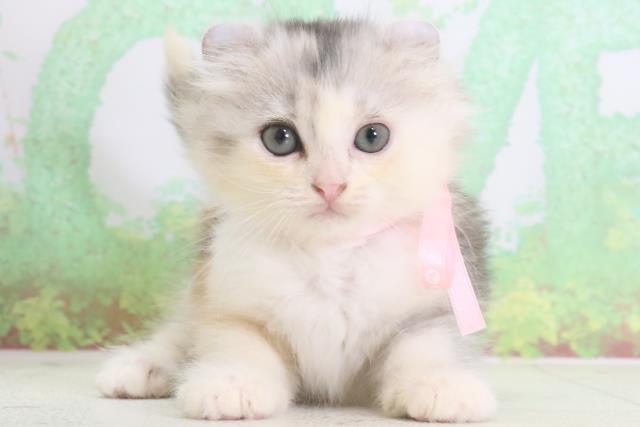 福岡県のアメリカンカール (Coo&RIKU福岡東店/2024年3月31日生まれ/女の子/シルバーパッチドタビーホワイト)の子猫