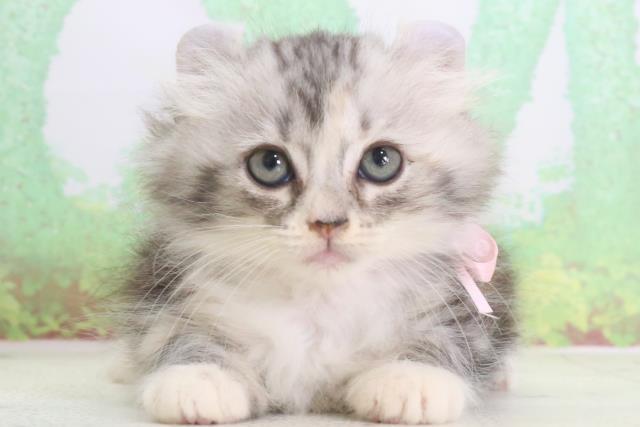 鹿児島県のアメリカンカール (Coo&RIKU鹿児島店/2024年3月31日生まれ/女の子/シルバーパッチドタビーホワイト)の子猫