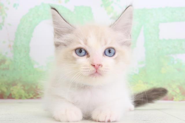 長崎県のラグドール (Coo&RIKU大村店/2024年3月29日生まれ/男の子/シールリンクスポイント)の子猫