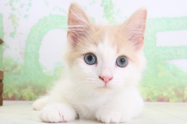 大分県のラガマフィン (Coo&RIKU大分店/2024年1月30日生まれ/男の子/クリームタビーホワイト)の子猫