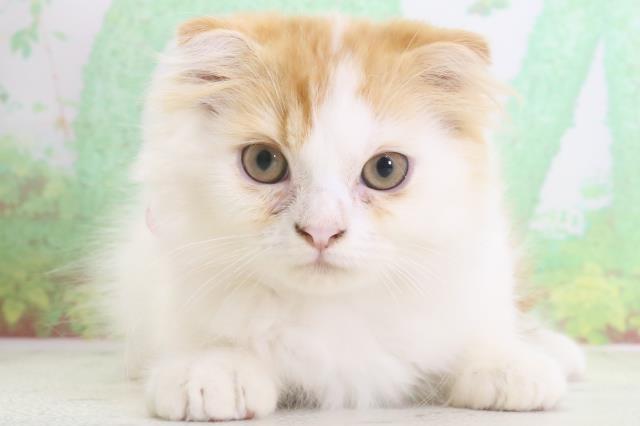 熊本県のスコティッシュフォールド (Coo&RIKU宇土シティモール店/2024年3月1日生まれ/女の子/レッドタビーホワイト)の子猫