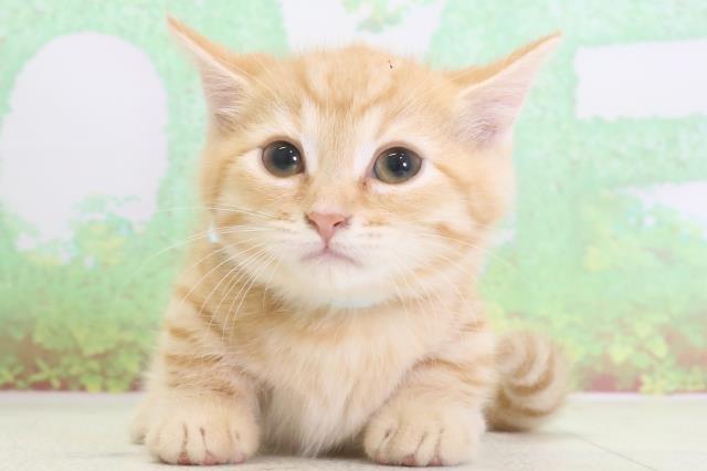 長崎県のマンチカン (Coo&RIKU長崎佐世保店/2024年3月14日生まれ/男の子/レッドタビー)の子猫