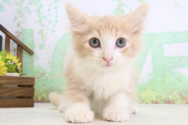 鹿児島県のノルウェージャンフォレストキャット (Coo&RIKU鹿児島店/2024年3月21日生まれ/男の子/クリームタビーホワイト)の子猫