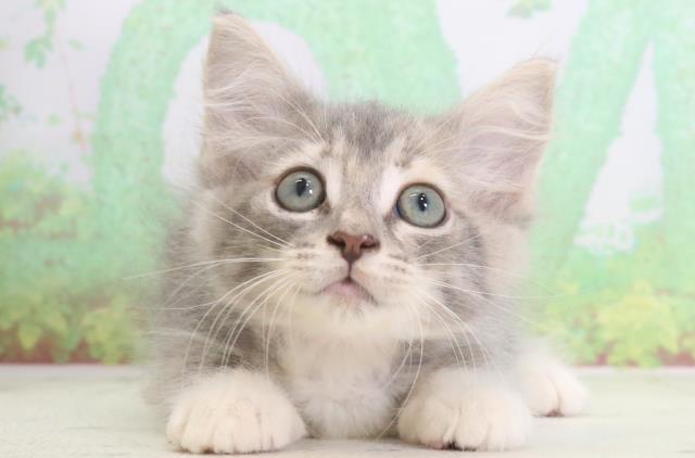 熊本県のノルウェージャンフォレストキャット (Coo&RIKU宇土シティモール店/2024年3月21日生まれ/女の子/ブルータビーホワイト)の子猫