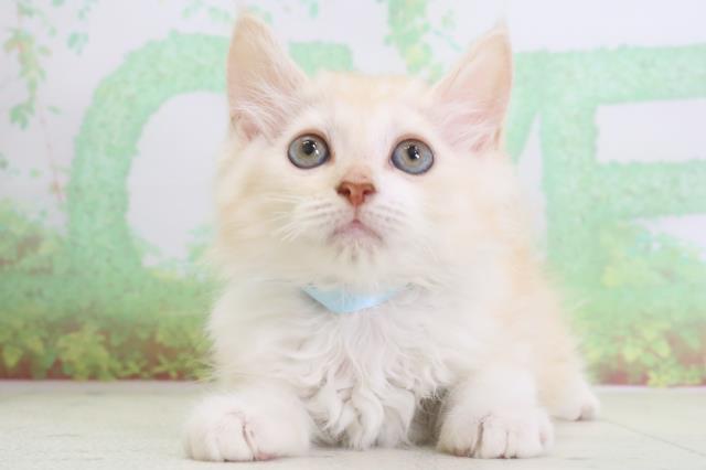 長崎県のサイベリアン (Coo&RIKU大村店/2024年3月3日生まれ/男の子/クリームタビーホワイト)の子猫