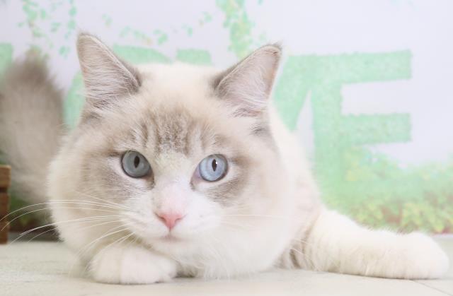 福岡県のラグドール (Coo&RIKU久留米店/2023年10月29日生まれ/女の子/シールポイントバイカラー)の子猫