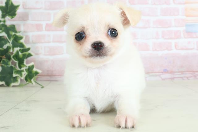 長崎県のチワワ(ロング) (Coo&RIKU長崎浜町店/2024年3月30日生まれ/女の子/ホワイトクリーム)の子犬