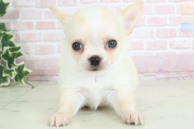 熊本県のチワワ(ロング) (Coo&RIKU熊本店/2024年3月30日生まれ/男の子/ホワイトクリーム)の子犬