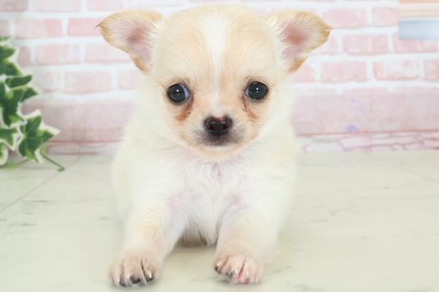 熊本県のチワワ(ロング) (Coo&RIKU宇土シティモール店/2024年3月30日生まれ/男の子/ホワイトクリーム)の子犬