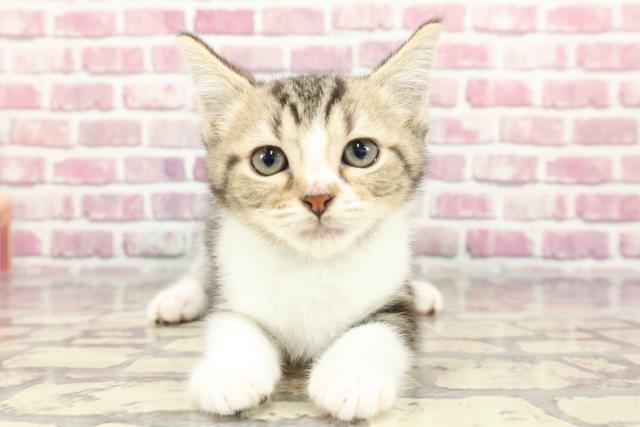 埼玉県のマンチカン (Coo&RIKUアニマルケアセンター大宮/2024年3月14日生まれ/男の子/ブラウンクラシックタビーホワイト)の子猫