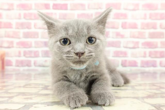 兵庫県のマンチカン (Coo&RIKU伊丹店/2024年3月14日生まれ/男の子/ブルー)の子猫