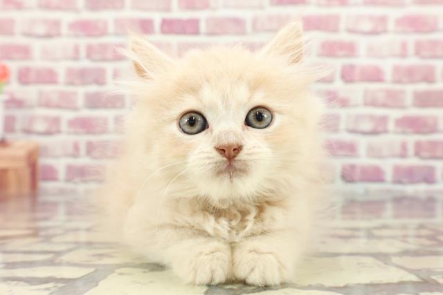 滋賀県のブリティッシュロングヘアー (Coo&RIKU長浜店/2024年3月28日生まれ/男の子/クリーム)の子猫