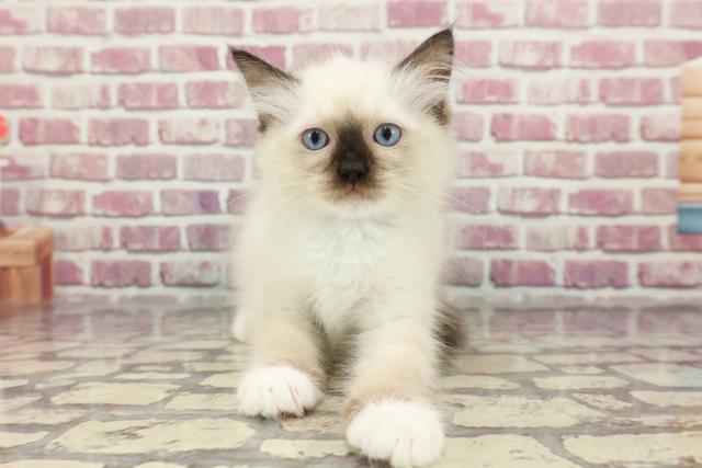 東京都のラグドール (Coo&RIKU武蔵小山店/2024年3月30日生まれ/男の子/シールポイントミテッド)の子猫